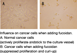 Influence on cancer cells when adding fucoidan.A: Normal cancer cells(actively proliferate andstick to the culture vessel) B: Cancer cells when adding fucoidan(suppressed proliferation and curl-up)