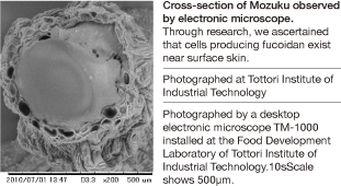 Cross-section of Mozuku observed by electronic microscope.Through research, we ascertained that cells producing fucoidan exist near surface skin.