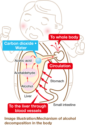 Image illustration :Mechanism of alcohol decomposition in the body