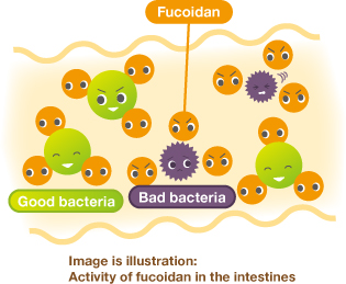 Image is illustration: Activity of fucoidan in the intestines